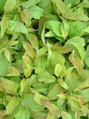 Cornus stolonifera 'Kelseyi'
