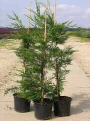 Cupressocyparis leylandii