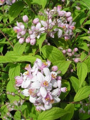Deutzia x hibrida 'Mont Rose'