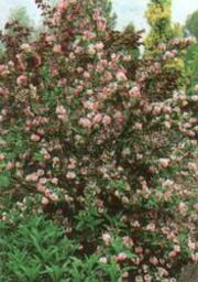 Deutzia x hibrida 'Pink Pom Pom'