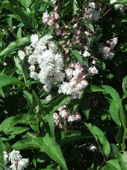 Deutzia scabra 'Codsall Pink'