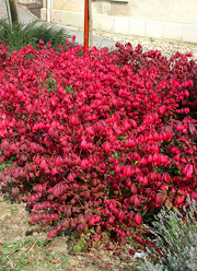 Euonymus alatus 'Chicago Fire'