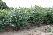 Euonymus alatus 'Compactus'
