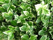 Euonymus fortunei 'Emerald Gaiety'