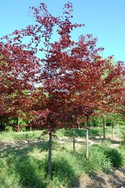 Fagus sylvatica 'Atropurpurea'