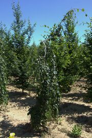 Fagus sylvatica 'Pendula'