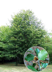Fagus sylvatica