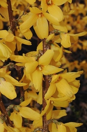 Forsythia 'Goldrausch'