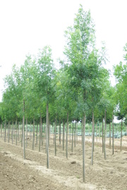 Fraxinus angustifolia 'Raywood'
