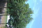 Fraxinus ornus