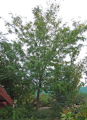 Gleditsia triacanthos 'Skyline'