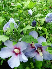 Hibiscus syriacus 'Bluebird'