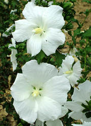 Hibiscus syriacus 'William R. Smith'