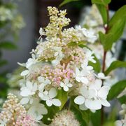 Hydrangea paniculata 'Confetti'