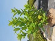 Hydrangea paniculata 'Limelight'