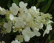 Hydrangea paniculata 'Tardiva'
