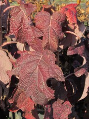 Hydrangea quercifolia