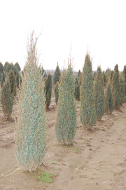 Juniperus communis 'Sentinel'