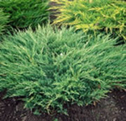 Juniperus horizontalis 'Andorra Compact'