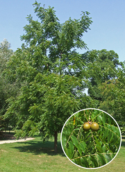 Juglans nigra