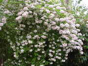 Kolkwitzia amabilis