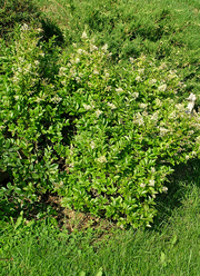Ligustrum ovalifolium 'Nünü'