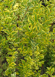 Ligustrum ovalifolium 'Zafir'