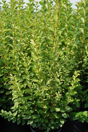 Ligustrum ovalifolium