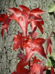 Liquidambar styraciflua