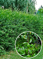 Ligustrum vulgare