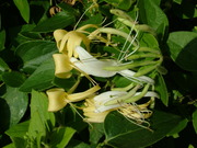 Lonicera japonica 'Halliana'