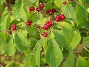 Lonicera xylosteum