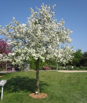 Malus 'Evereste'