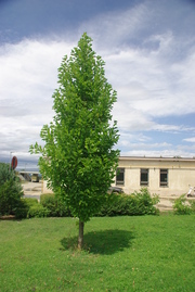 Magnolia kobus 'Isis'
