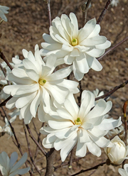 Magnolia stellata 'Royal Star'