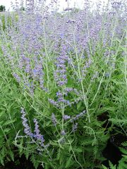 Perovskia atriplicifolia 'Blue Spire'