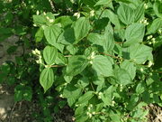 Philadelphus coronarius