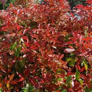 Photinia x fraseri 'Camilvy'