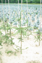 Picea abies 'Cranstonii'