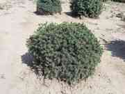 Picea abies 'Echiniformis'