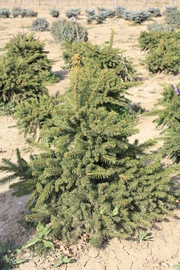 Picea abies 'Maxwellii'