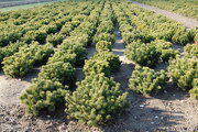 Pinus mugo 'var.Mughus'