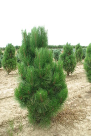 Pinus nigra 'Fastigiata'