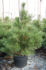 Pinus nigra var. austriaca