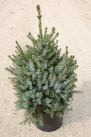 Picea omorika