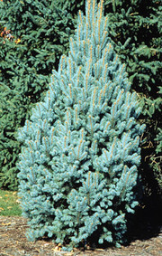 Picea pungens 'Iseli Fastigiata'