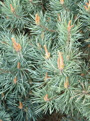 Pinus sylvestris 'Watereri'