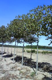 Platanus acerifolia 'Alphen's Globe'