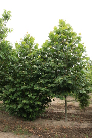 Platanus acerifolia 'Palóc'