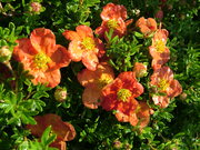 Potentilla fruticosa 'Red Ace'